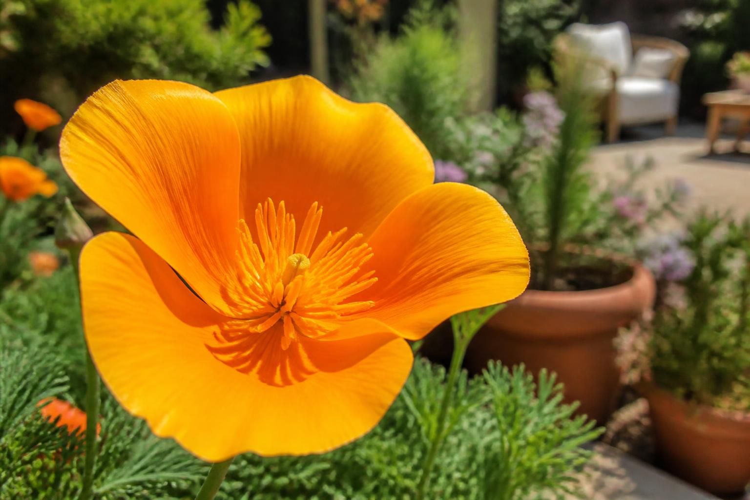découvrez les bienfaits du pavot de californie et apprenez comment l'adopter facilement chez vous pour embellir votre jardin et profiter de ses vertus. découvrez les bienfaits du pavot de californie et apprenez comment l'adopter facilement chez vous pour embellir votre jardin et profiter de ses vertus.
