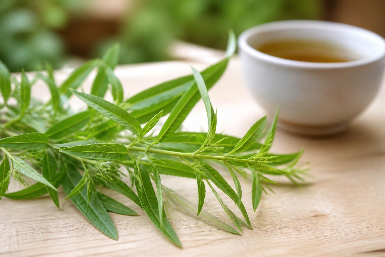 découvrez les bienfaits de la verveine citronnelle pour votre bien-être : relaxation, digestion améliorée et sérénité au quotidien. découvrez les bienfaits de la verveine citronnelle pour votre bien-être : relaxation, digestion améliorée et sérénité au quotidien.