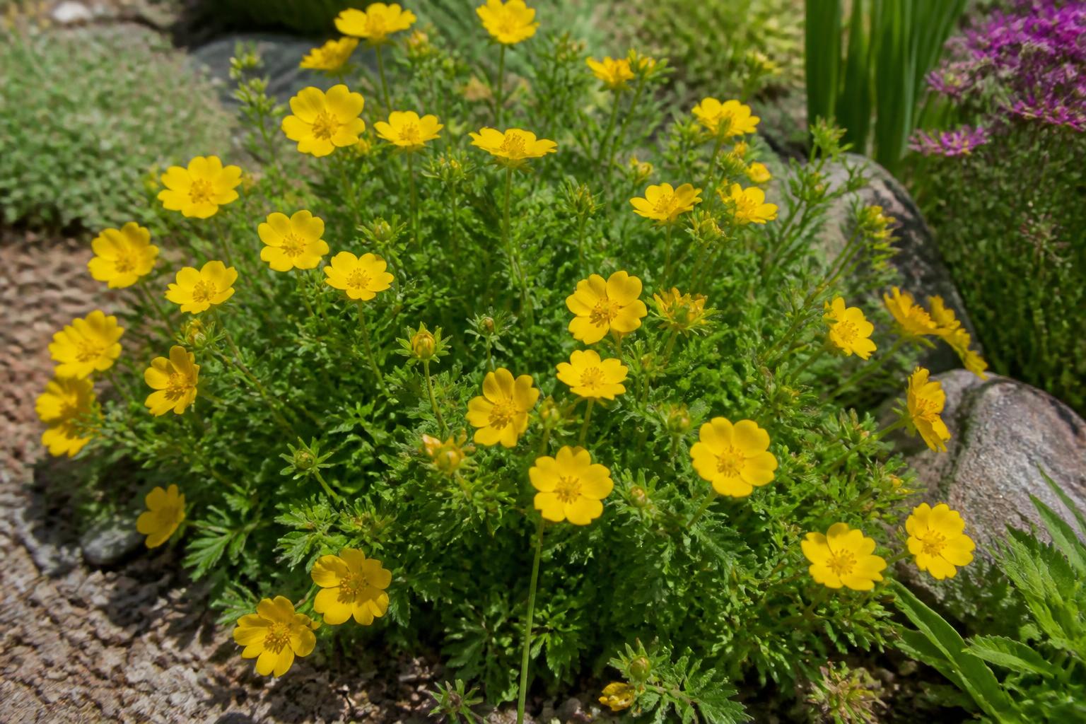 découvrez les bienfaits de la potentille et apprenez comment l’intégrer facilement dans votre jardin pour embellir votre espace extérieur. découvrez les bienfaits de la potentille et apprenez comment l’intégrer facilement dans votre jardin pour embellir votre espace extérieur.