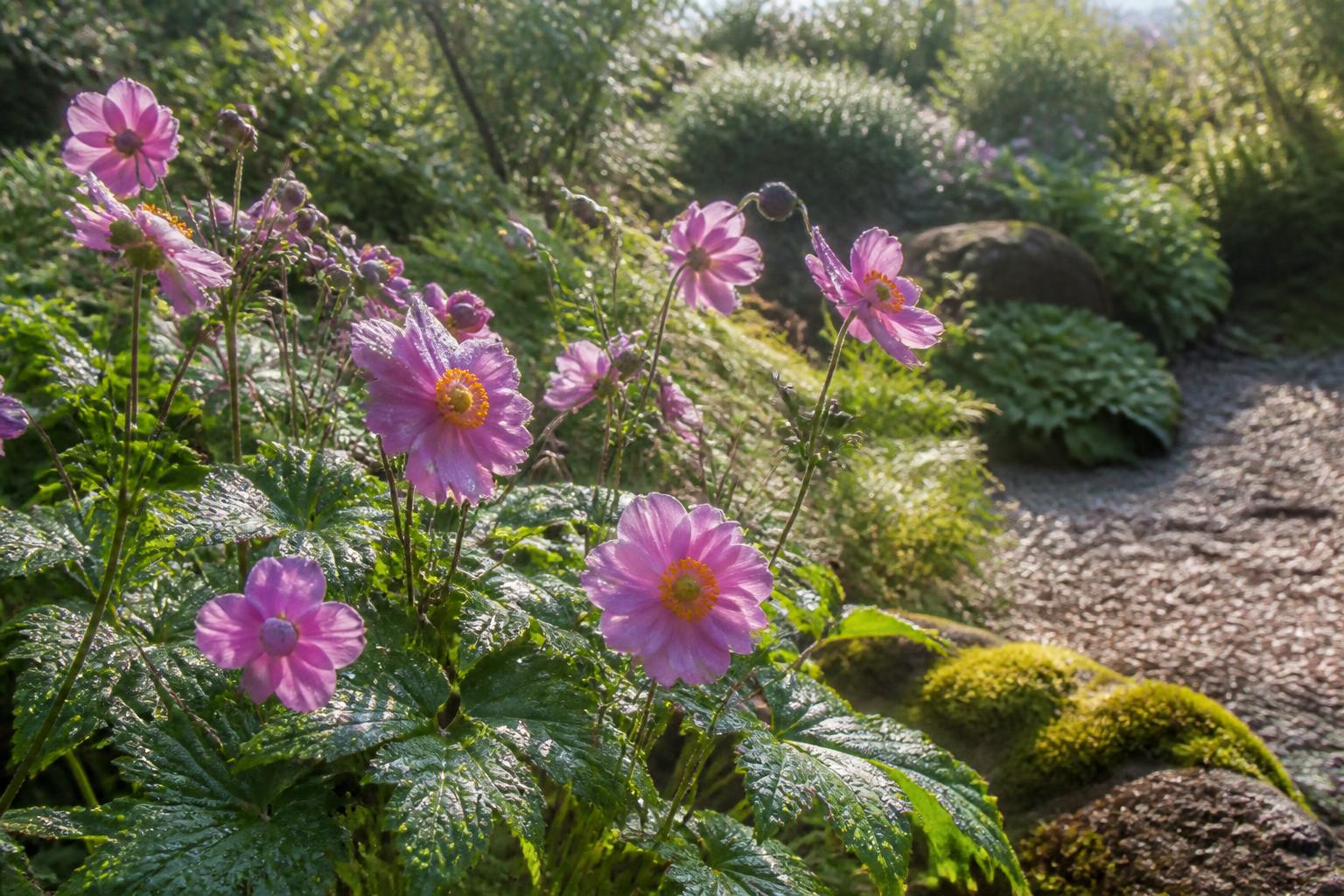 découvrez comment sublimer votre jardin avec l'anémone du japon, une fleur délicate et élégante qui apportera charme et couleur à vos espaces verts. découvrez comment sublimer votre jardin avec l'anémone du japon, une fleur délicate et élégante qui apportera charme et couleur à vos espaces verts.