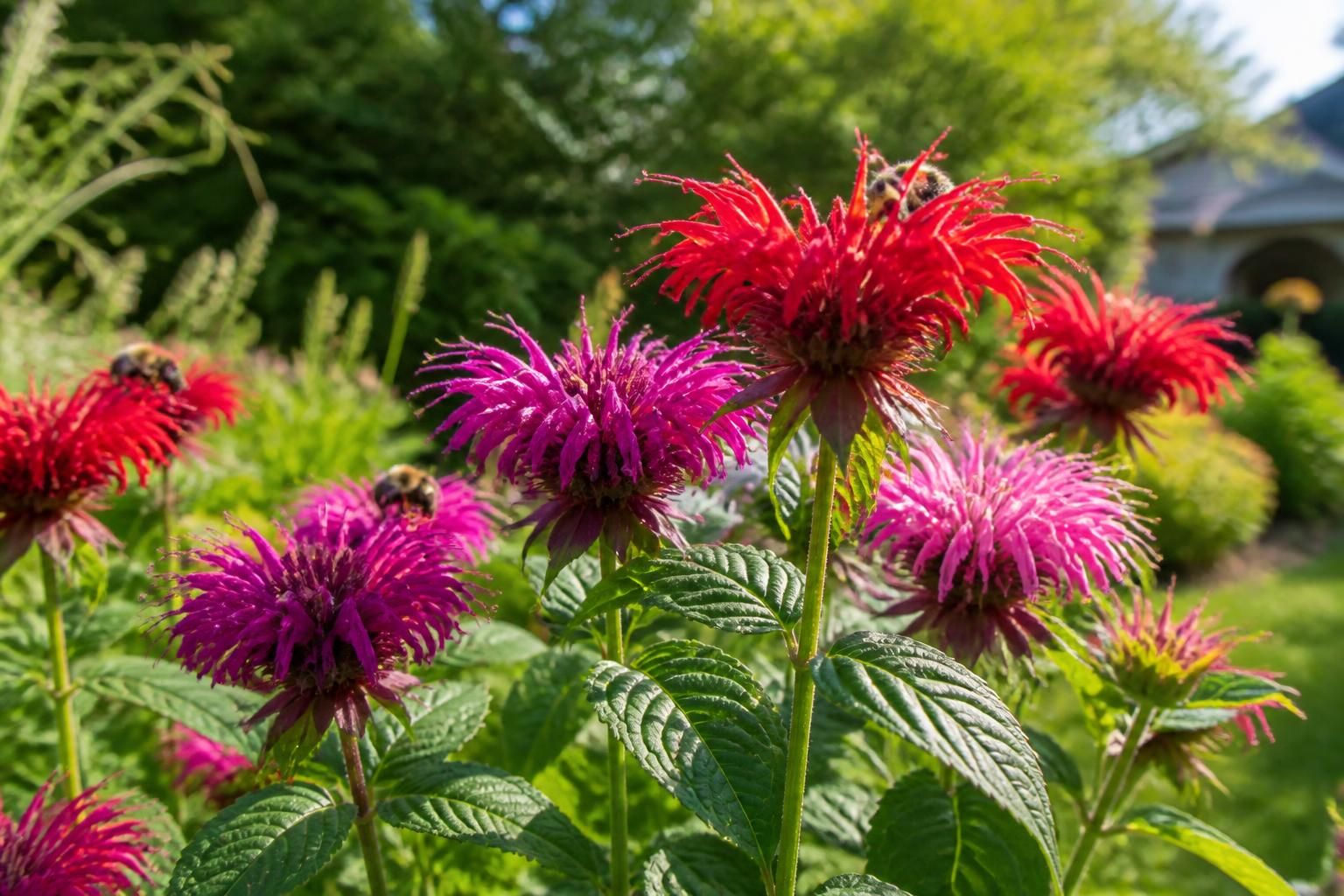 découvrez les bienfaits de la monarde et nos astuces pratiques pour en profiter pleinement dans votre jardin ou votre cuisine. conseils de culture, utilisation et bienfaits santé. découvrez les bienfaits de la monarde et nos astuces pratiques pour en profiter pleinement dans votre jardin ou votre cuisine. conseils de culture, utilisation et bienfaits santé.