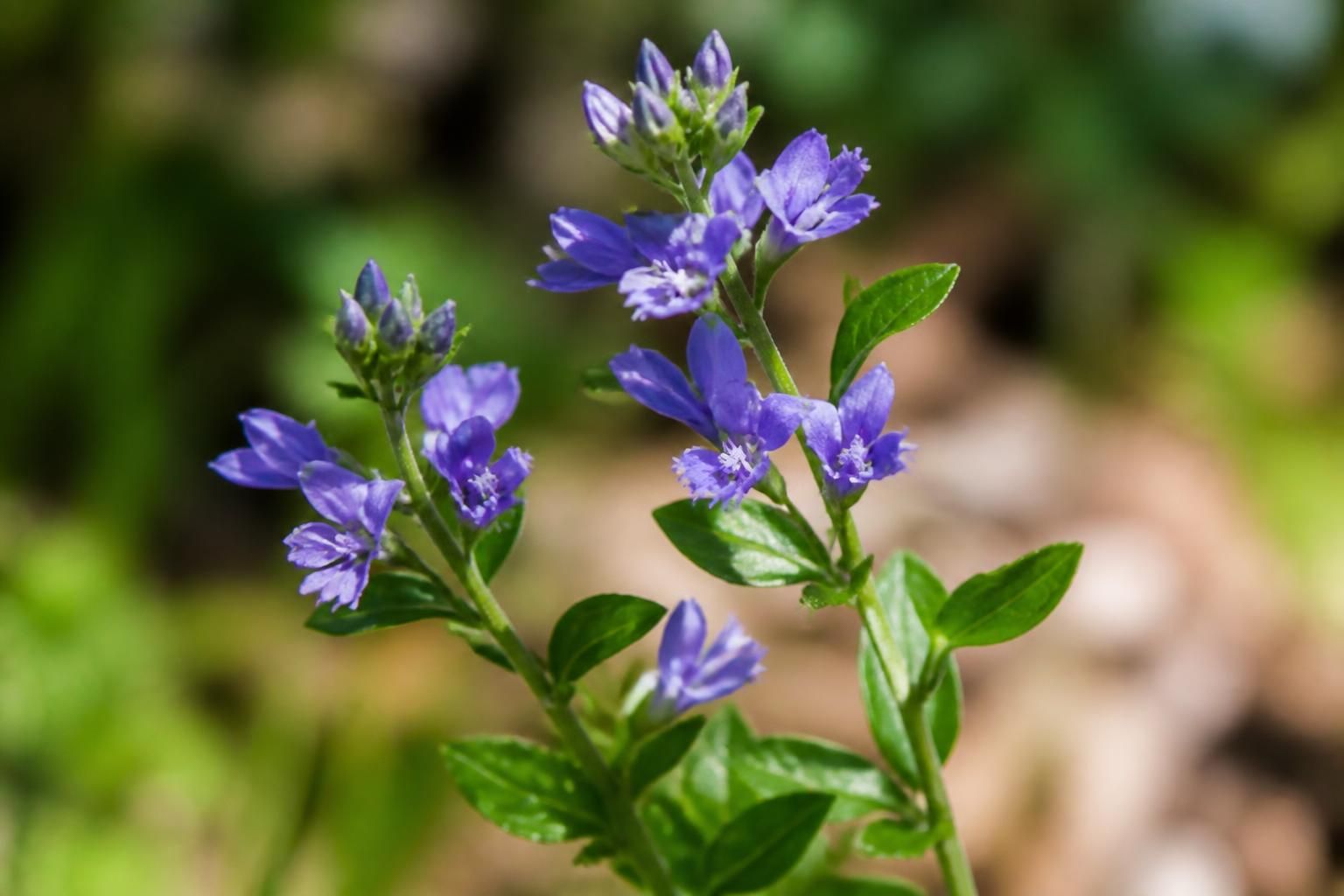 découvrez les bienfaits insoupçonnés de la polygala pour votre santé et apprenez comment cette plante naturelle peut améliorer votre bien-être au quotidien. découvrez les bienfaits insoupçonnés de la polygala pour votre santé et apprenez comment cette plante naturelle peut améliorer votre bien-être au quotidien.