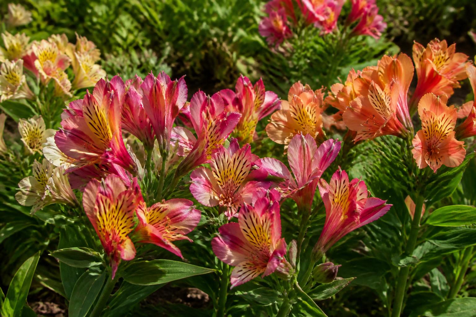 découvrez le lys des incas, une fleur colorée qui apporte éclat et originalité à votre jardin. apprenez tout sur sa culture et son entretien facile.