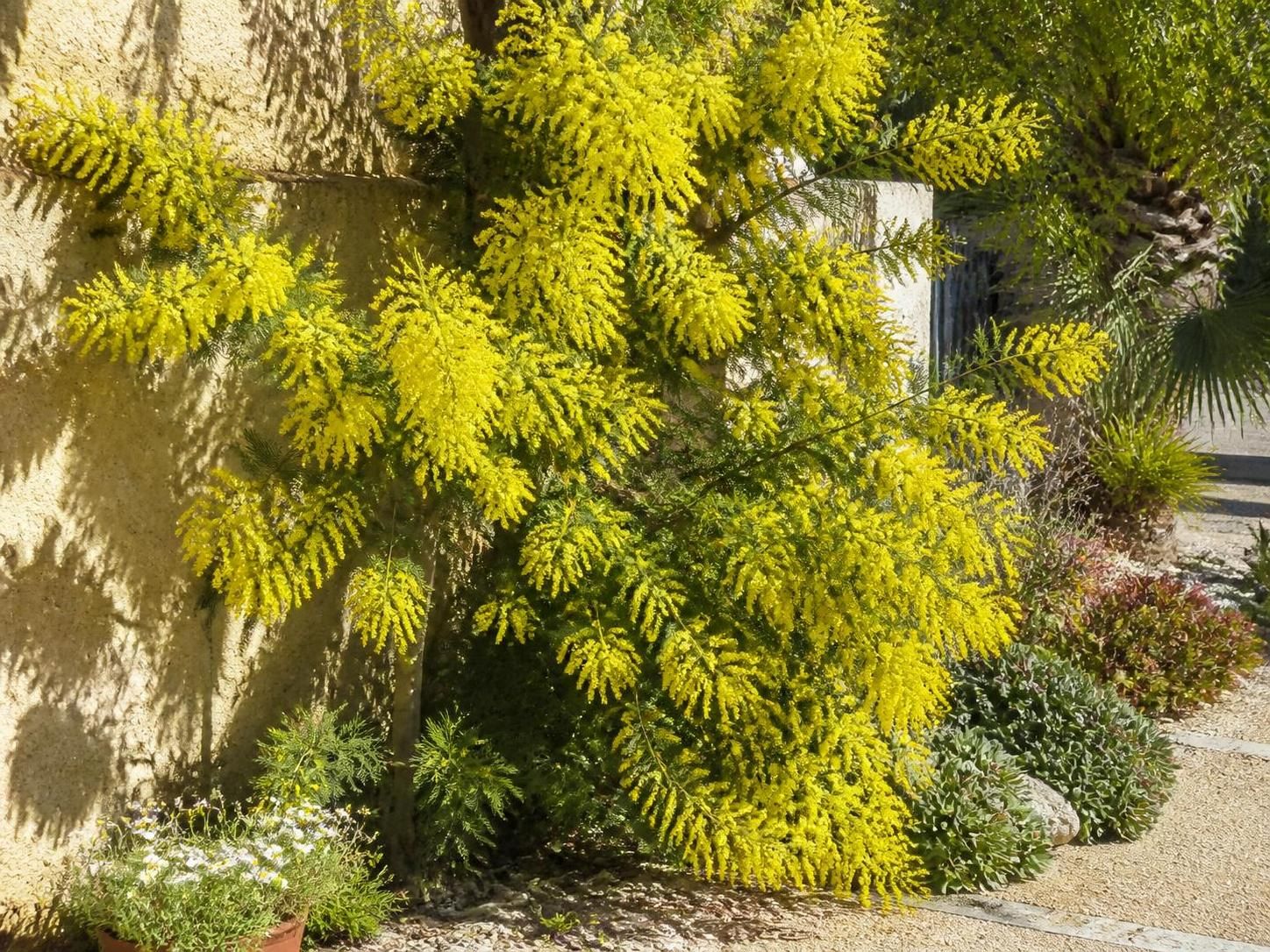 Découvrez les secrets du mimosa pour égayer votre jardin en 2026 2 découvrez comment le mimosa peut transformer votre jardin en 2026 grâce à ses couleurs éclatantes et son parfum envoûtant. astuces, conseils de culture et idées déco pour un extérieur vibrant toute l'année.