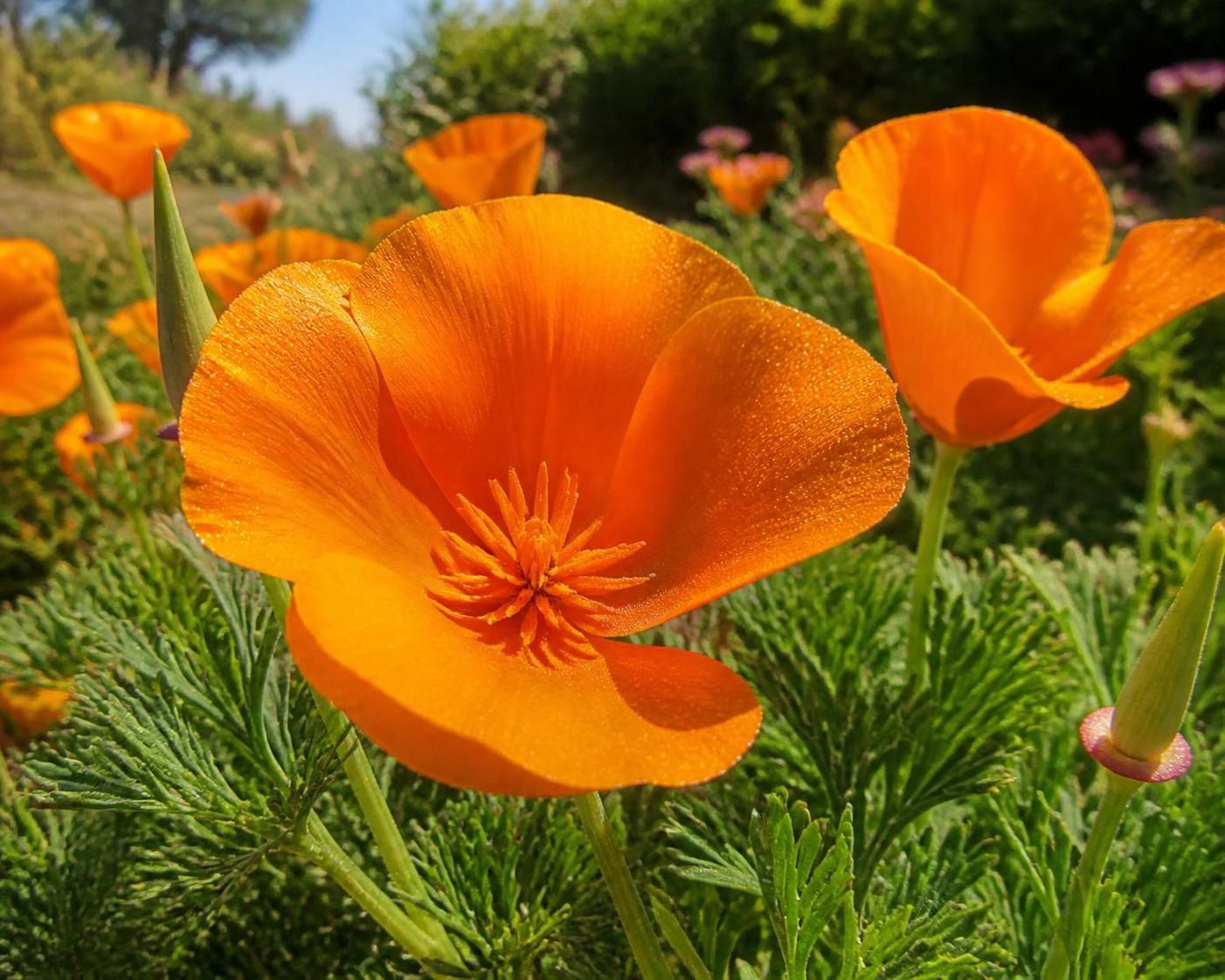 Pavot de californie : découvrez ses bienfaits et comment l’adopter chez vous 2 découvrez les bienfaits du pavot de californie et apprenez comment l'adopter facilement chez vous pour embellir votre jardin et profiter de ses vertus.