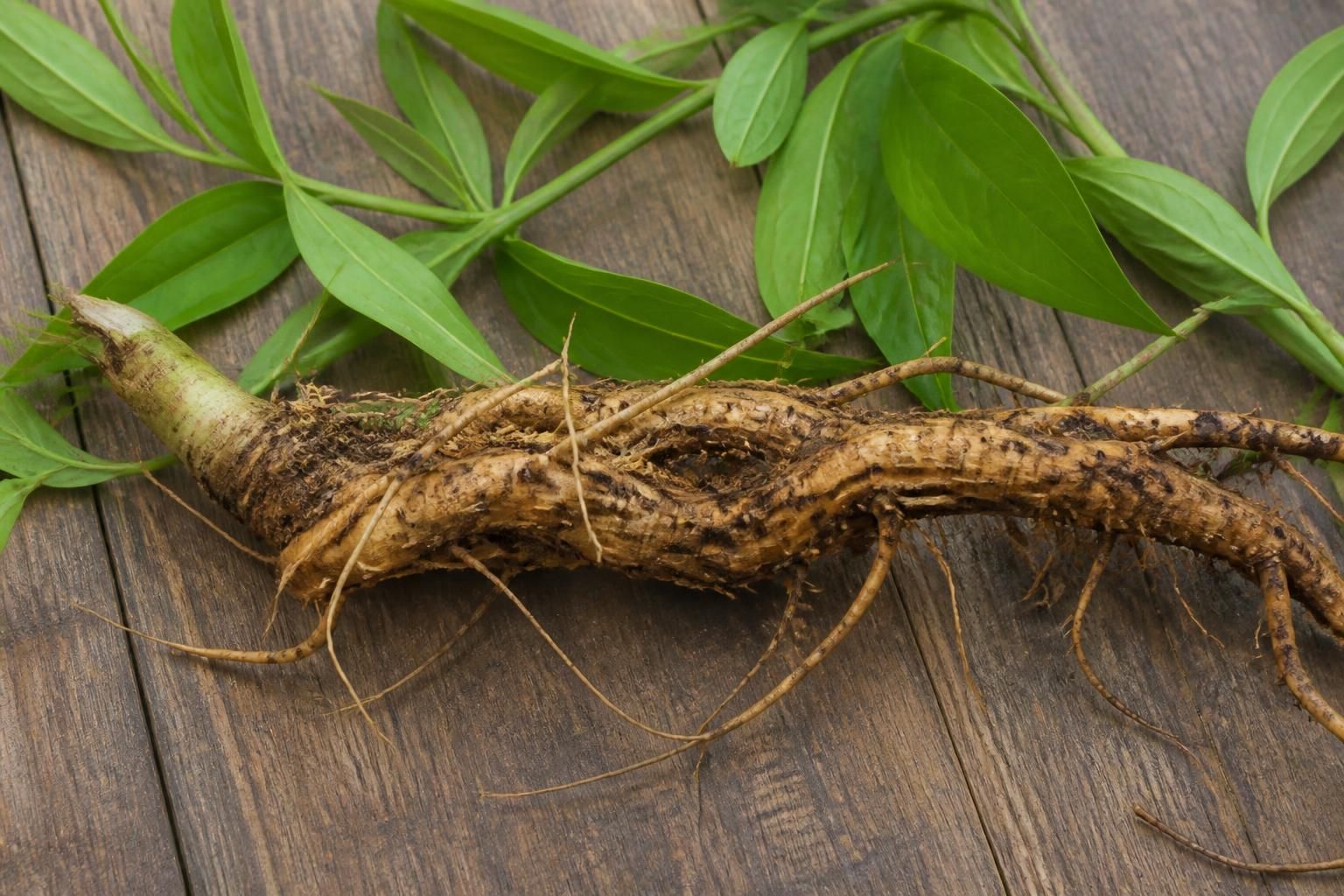 découvrez les bienfaits insoupçonnés de la polygala pour améliorer votre santé naturellement. propriétés, usages et conseils pour en tirer profit au quotidien.